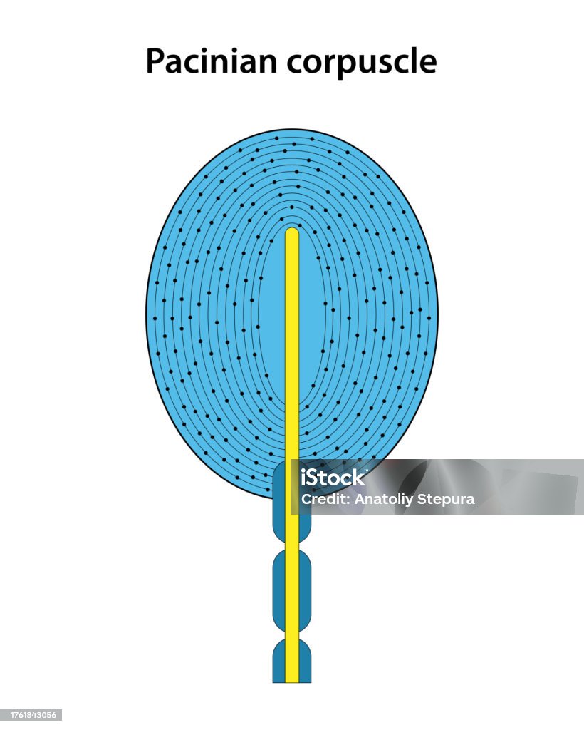 Reseptor Pacini Ruffini Ilustración de Receptor Cutáneo Corpúsculo De Pacini y más Vectores ...