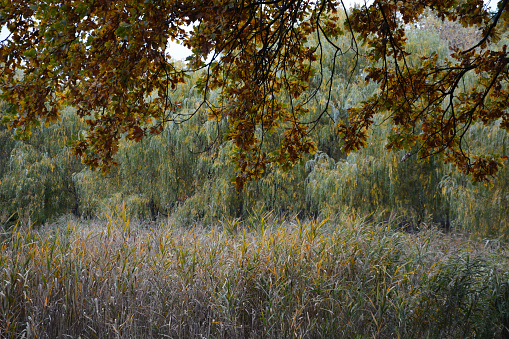 An oak tree branches in the foreground and willow trees in the background