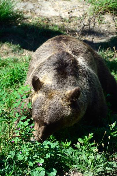 brown bear in captivity in bern - animal captivity building imagens e fotografias de stock