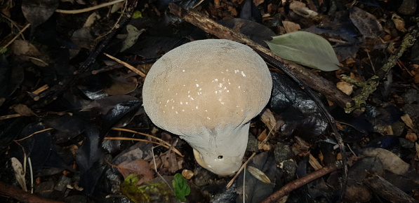Close-up of mushroom growing at Pollok Country Park, Glasgow Scotland England UK
