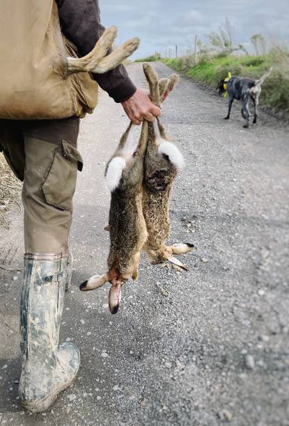 hare hunt - rabbit hunting imagens e fotografias de stock