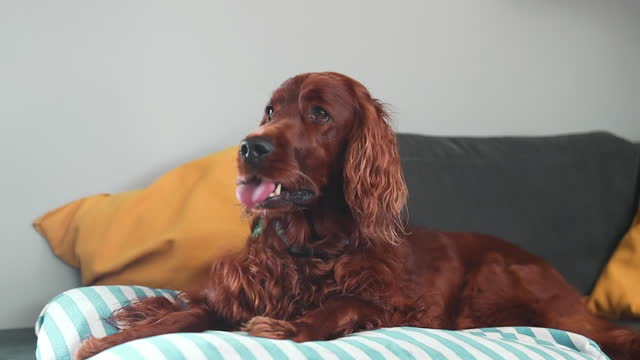 Old tired Irish Setter dog relaxing in living room, looking in camera and posing at home. Happy domestic animal concept, best friends, puppy relaxing