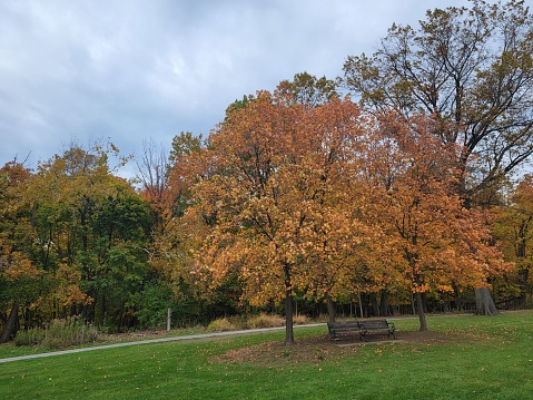 An overhead view of the maple leaf on the grounds of High Park in Toronto in the fall season with Canada geese grazing on the grass.