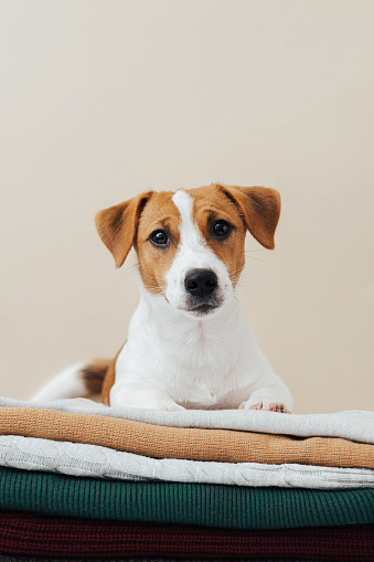 Cute dog jack russell terrier lies on a stack of sweaters and looks at the camera on a beige background