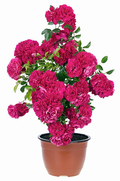 istock Valentine's pink roses pot 176192819