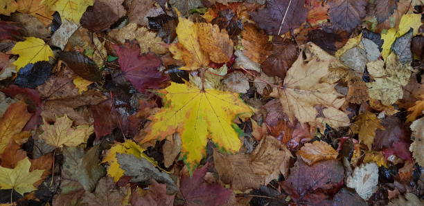 istock Autumn leaves on the ground 1761931182