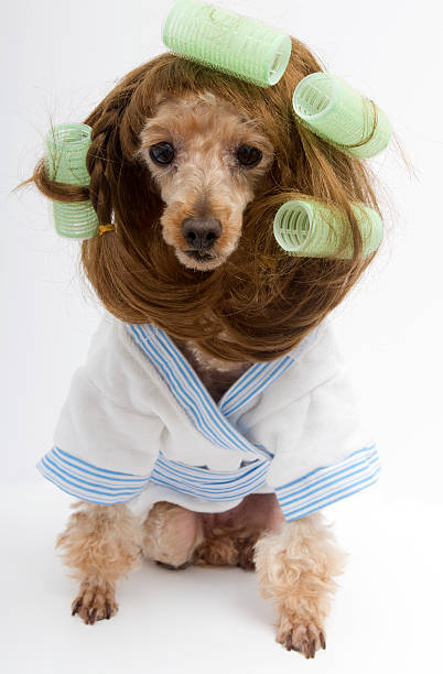 istock Brunette Poodle In Her Green Curlers 176193441