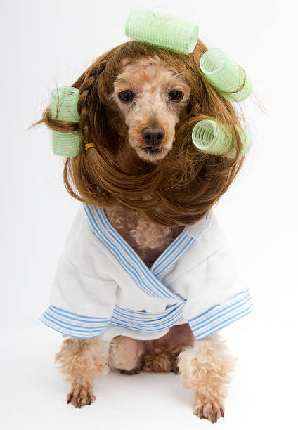istock Brunette Poodle with Green Curlers and A White Bathrobe Posing 176193461
