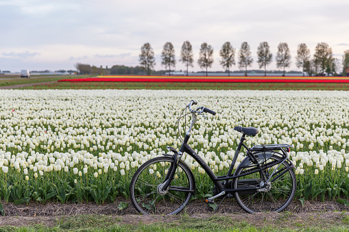 A black bicycle is left near a tulip field in the Netherlands with rows of color behind