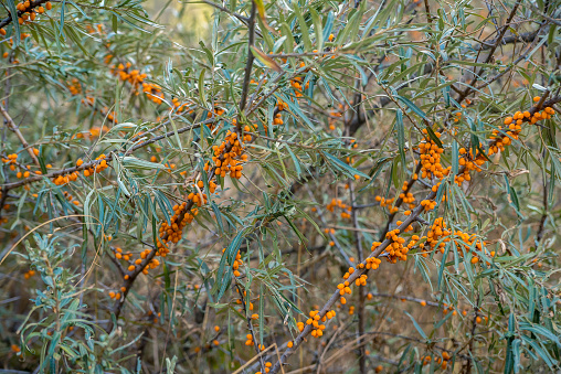 Orange seaberry tree, thicket of it