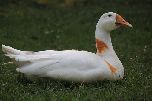 snow goose are eating grass and take rest