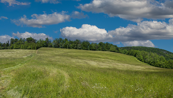 Beautiful landscape. Meadow with meadow grass. There are trees in the background. The sky is blue with white clouds.