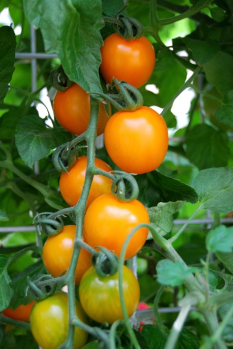 Fresh yellow tomatoes on the plant