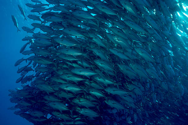 istock Bigeye Trevallies at Black Forrest 176195335