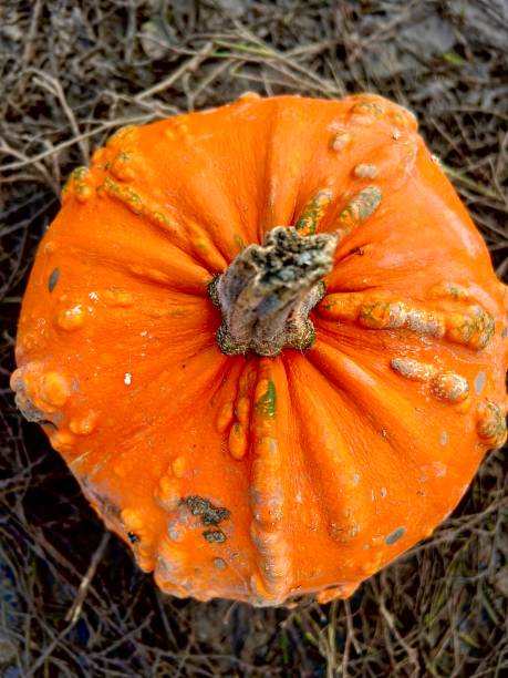 istock Pumpkins at a pumpkin farm 1761953866