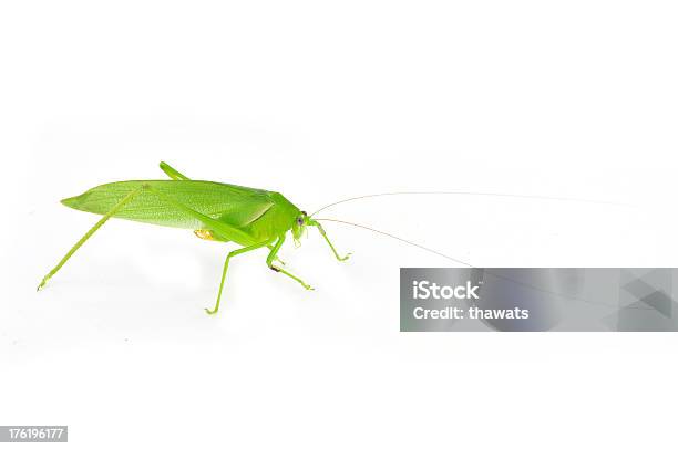 Foto de O Horned Grasshopper e mais fotos de stock de Asa animal - Asa animal, Exterior, Folha