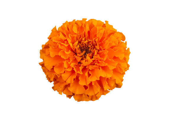 istock Beautiful orange marigold flower isolated on white background with clipping path. 1761971329