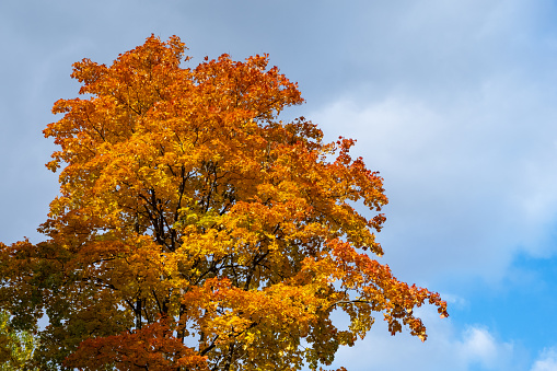Yellow and red autumn tree branches against a blue sky with clouds. Orange maple leaves in autumn season