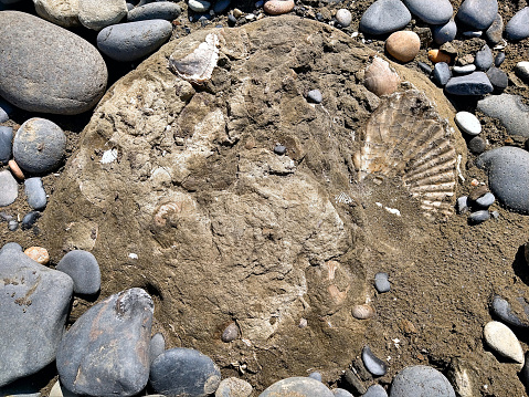 Ancient fish fossil in stone