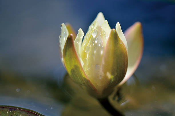 istock Water lily flower, Nymphaea Alba 176198384