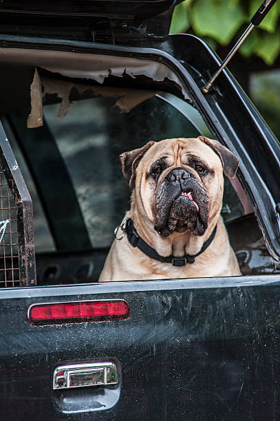 istock Bullmastiff in Truck 176198447