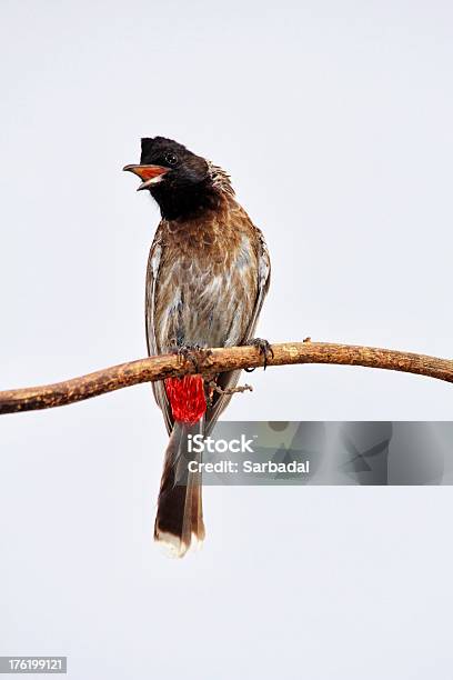 Red Ventilate Bulbul - Fotografie stock e altre immagini di Ppicnonotidi - Ppicnonotidi, Ambientazione esterna, Animale