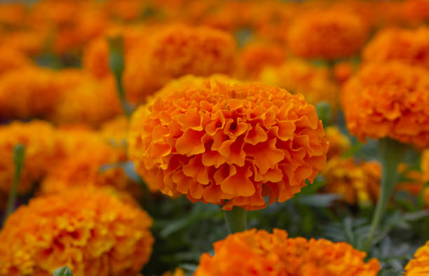 istock Orange Marigolds Tagetes erecta, Mexican marigold, Aztec marigold, African marigold background. 1761995448