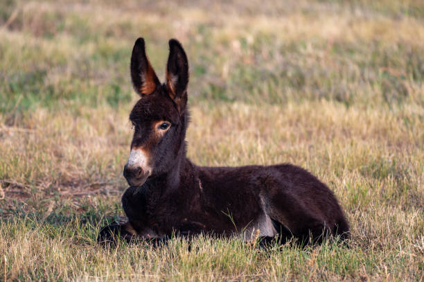 istock Burro Foal Lying in Grass in Custer State Park 1762004666