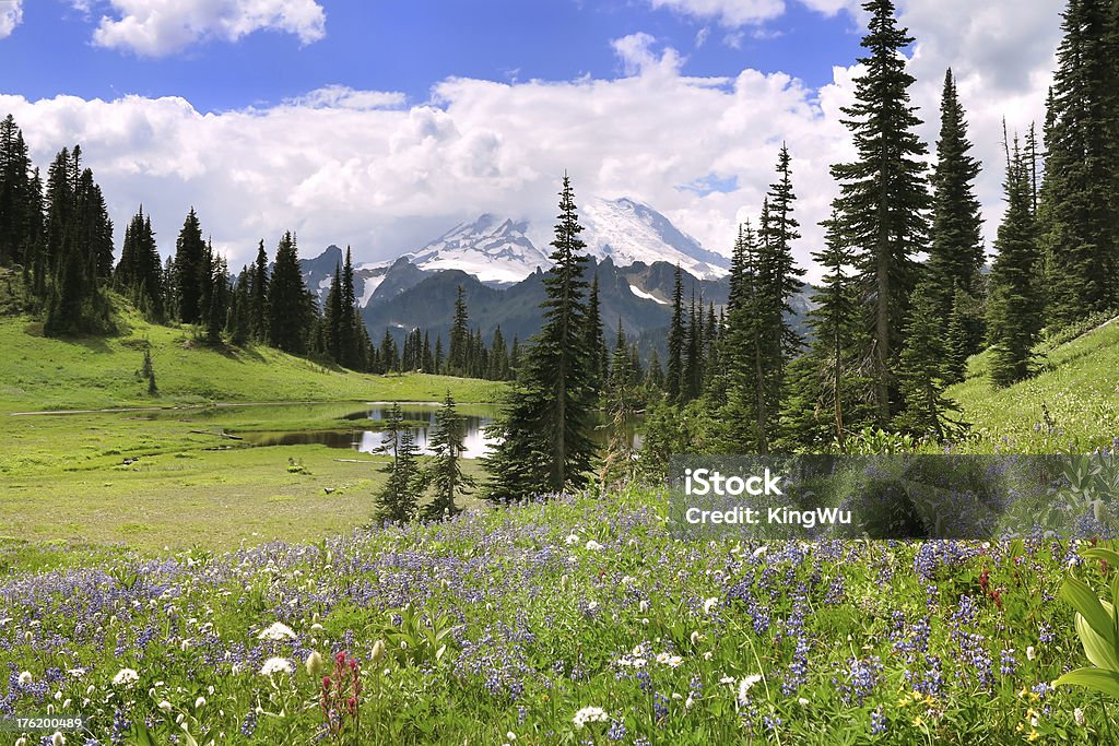 Mt. Rainier en été - Photo de Amérique du Nord libre de droits