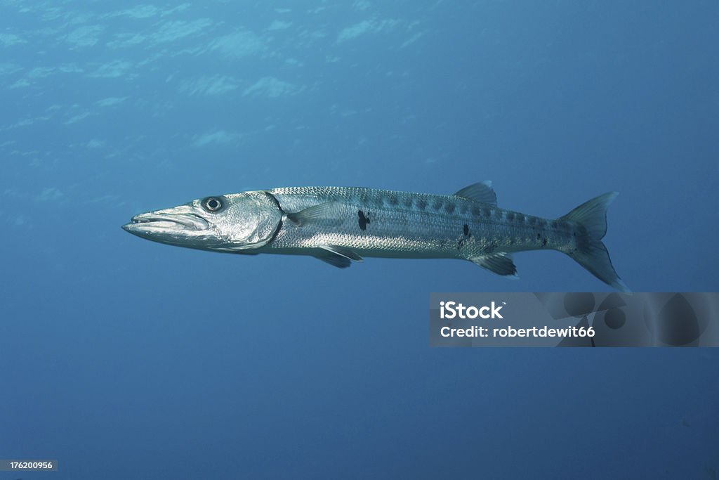 Gran Barracuda retrato - Foto de stock de Barracuda libre de derechos