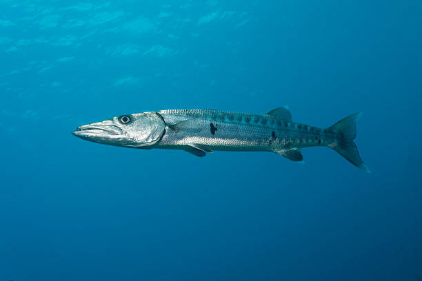 barracuda de l'océan indien portrait - barracuda photos et images de collection