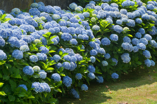 Bushes of blue hydrangea, flowers and green leaves.