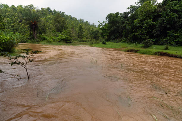 istock Typical rain forest river shoreline with dense and lush vegetation and muddy brown water in rainy season 1762019488