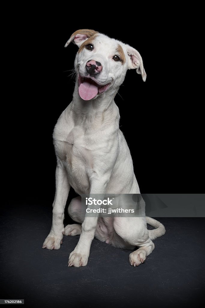 Pit Bull Terrier de Staffordshire Perro feliz retrato - Foto de stock de Alegre libre de derechos