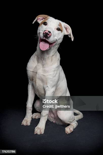 Pit Bull Terrier De Staffordshire Perro Feliz Retrato Foto de stock y más banco de imágenes de Alegre