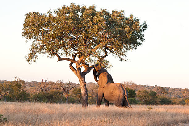 Elefante empurre marula Árvore - fotografia de stock