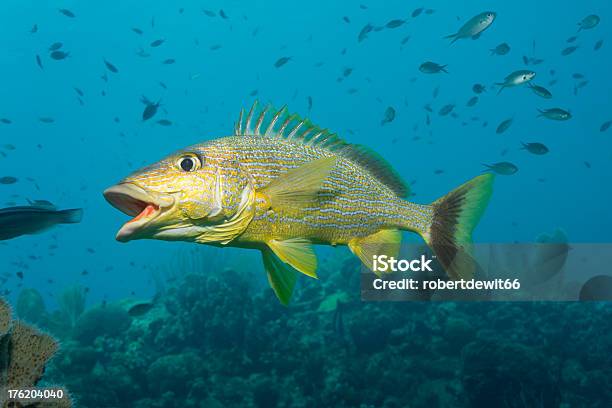 Yawning Bluestriped Grunt Stock Photo - Download Image Now - Grunt Fish, Blue Striped Grunt, Fish