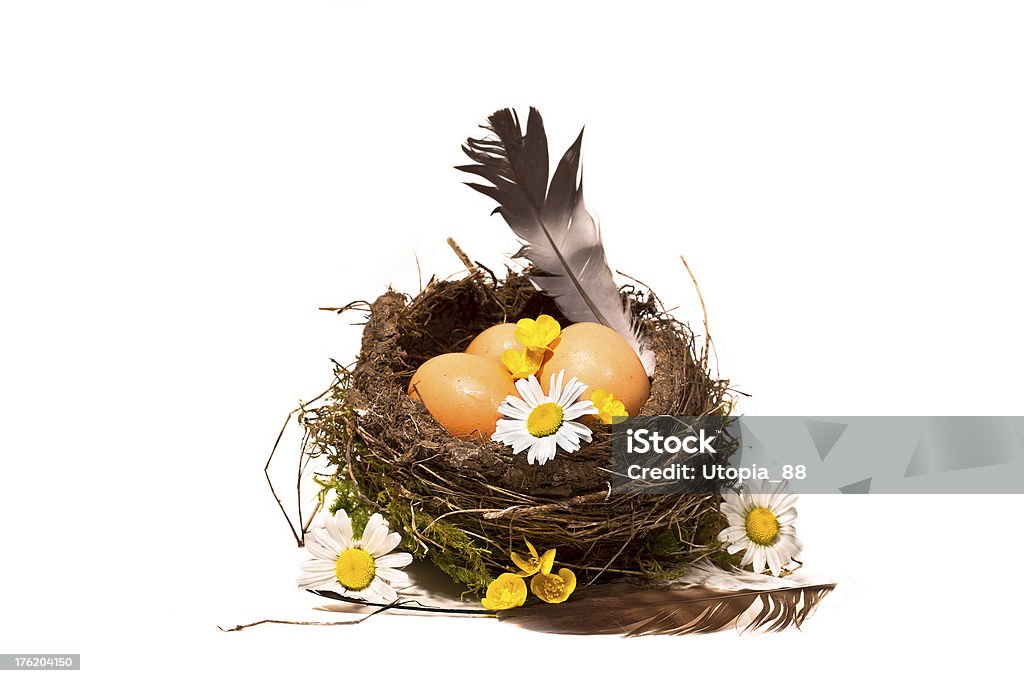 bird nest with eggs feather and spring flowers isolated white background, studio image Animal Nest Stock Photo
