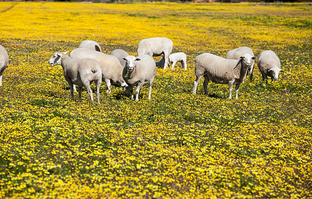 istock Sheep in meadow of flowers 176204301