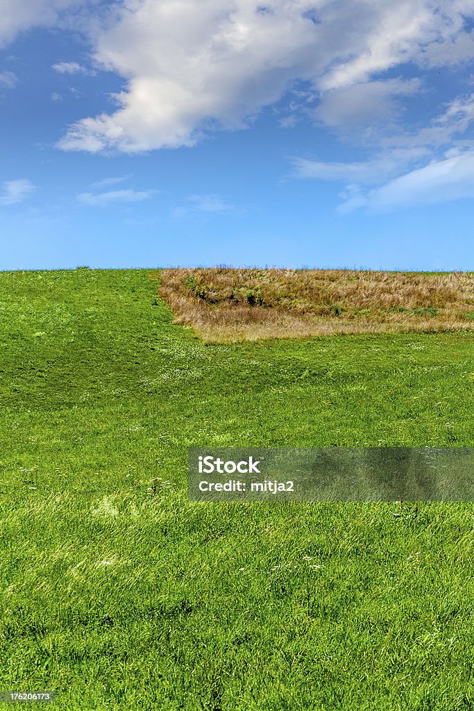 Green and blue Green gras and blue sky Agricultural Field Stock Photo