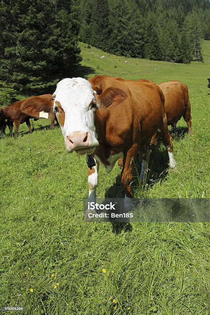 Kuh auf der Wiese - Lizenzfrei Alpen Stock-Foto