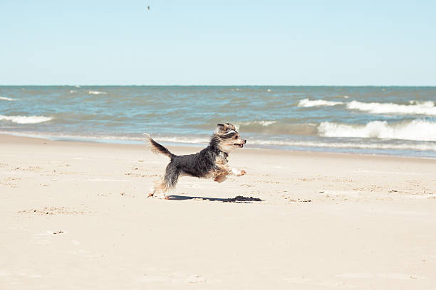 A pure-bred Chinese Crested Powder Puff running on the Lake Michigan sand beach during bright sunny morning.