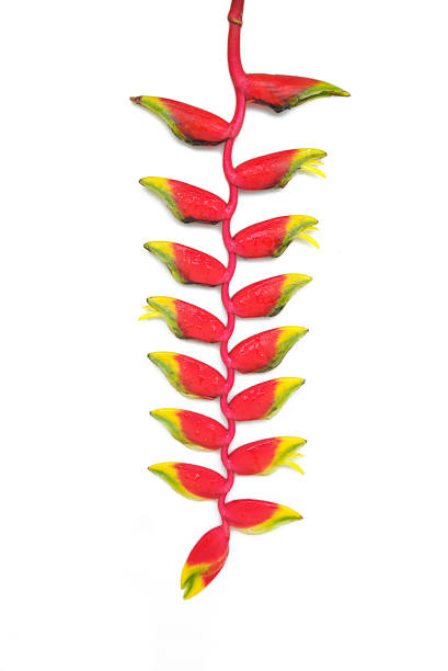 istock tropical heliconia flower 176207458