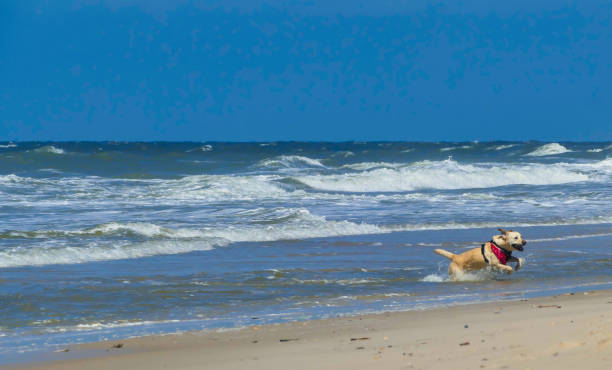 Irish wolfhound walking on the beach