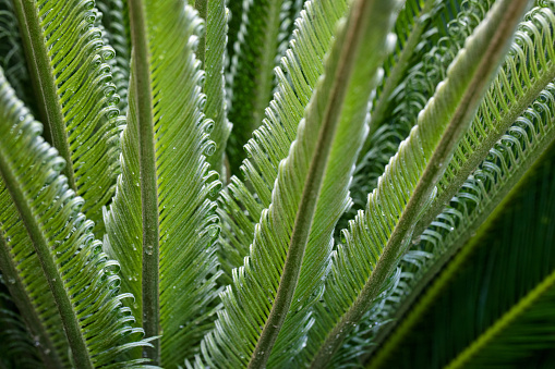 Lush green plant in the Cycad family