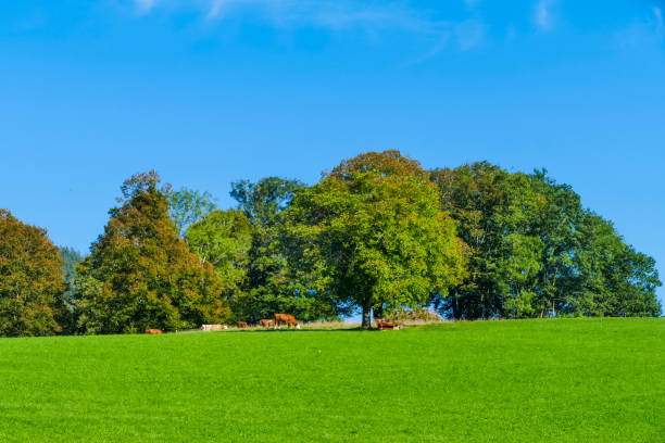 istock View to Cow Meadow in Alps 1762095122