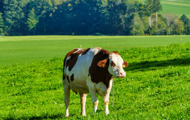 istock Alpine Cow in Sunlight on Pasture 1762096197