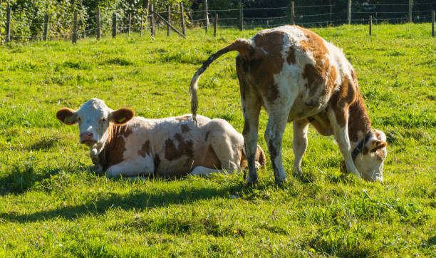 istock Cute Little Calves grazing on Meadow 1762097792