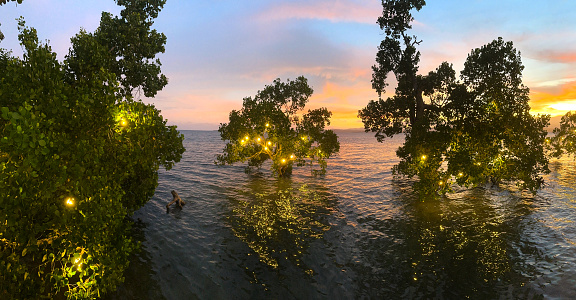 Mangrove trees in the foreground of a beautiful sunset in Palawan Philippines