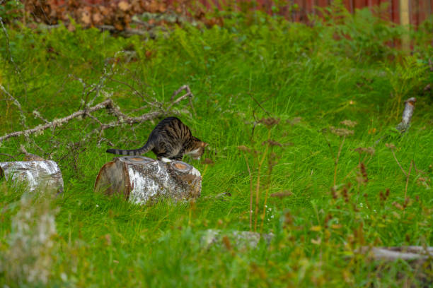 istock Cat sitting on a log in tall grass hunting mice.. 1762117206